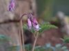 Show product details for Dicentra Stuart Boothman